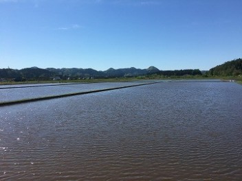 田植え